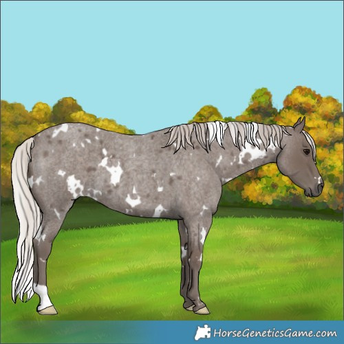 Horse Color:White Spotted Silver Blue Roan 