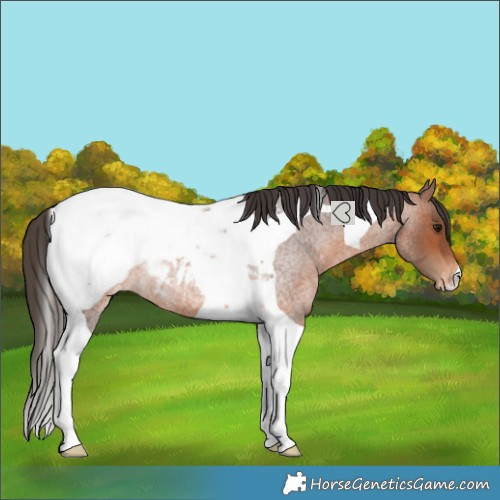Horse Color:Bay Roan Tobiano Appaloosa Rabicano
