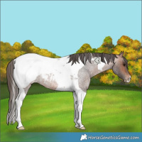 Horse Color:Bay Roan Tobiano Appaloosa Rabicano 