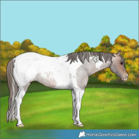 Horse Color:Bay Roan Tobiano Appaloosa Rabicano