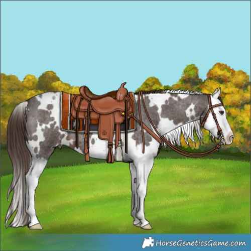 Horse Color:White Spotted Liver Red Roan Splash 