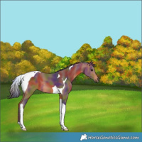 Horse Color:Nacre Bay Tobiano 