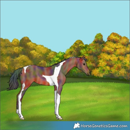 Horse Color:Nacre Bay Tobiano 