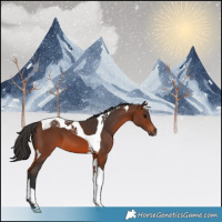 Horse Color:Brown Tobiano 
