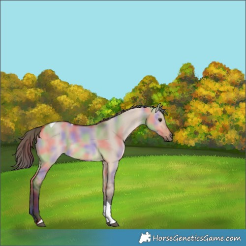 Horse Color:Nacre Bay Dun Tobiano