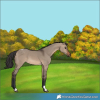 Horse Color:Brown Dun Tobiano