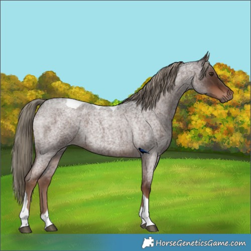 Horse Color:Liver Red Roan Tobiano Rabicano 