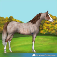 Horse Color:Red Roan Splash 