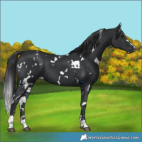 Horse Color:White Spotted Black