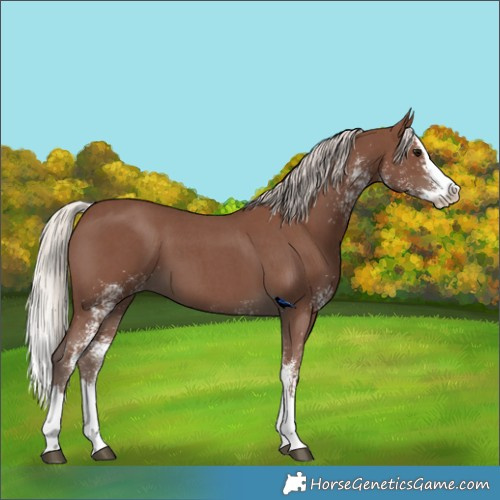 Horse Color:White Spotted Silver Black Splash 
