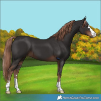 Horse Color:Liver Chestnut 