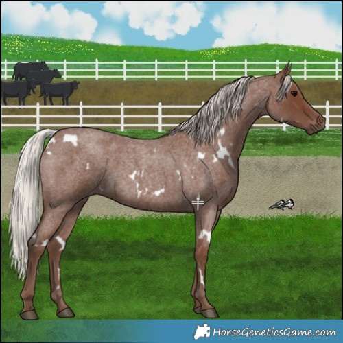 Horse Color:White Spotted Silver Blue Roan 