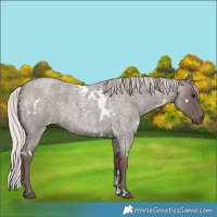 Horse Color:White Spotted Silver Blue Roan 
