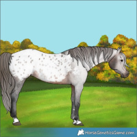 Horse Color:Gray Bay Appaloosa