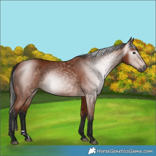 Horse Color:Gray Bay 