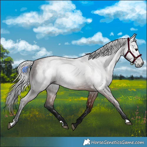 Horse Color:Gray Bay 