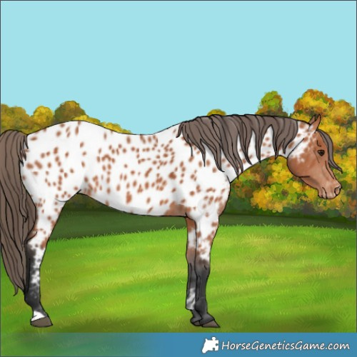 Horse Color:Bay Appaloosa 