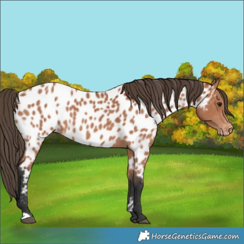 Horse Color:Bay Appaloosa 