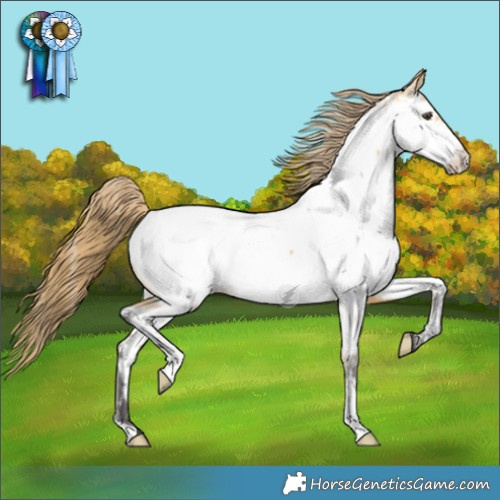 Horse Color:Buckskin Dun Appaloosa 