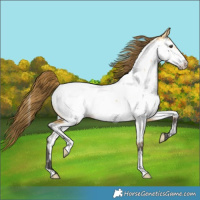 Horse Color:Buckskin Dun Appaloosa 