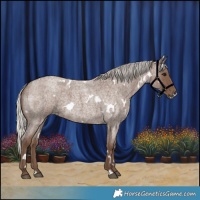 Horse Color:White Spotted Silver Blue Roan 