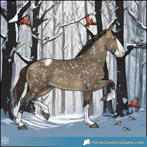Horse Color:Buckskin Dun Splash Appaloosa