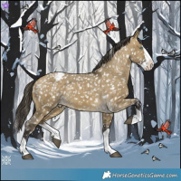 Horse Color:Buckskin Dun Splash Appaloosa