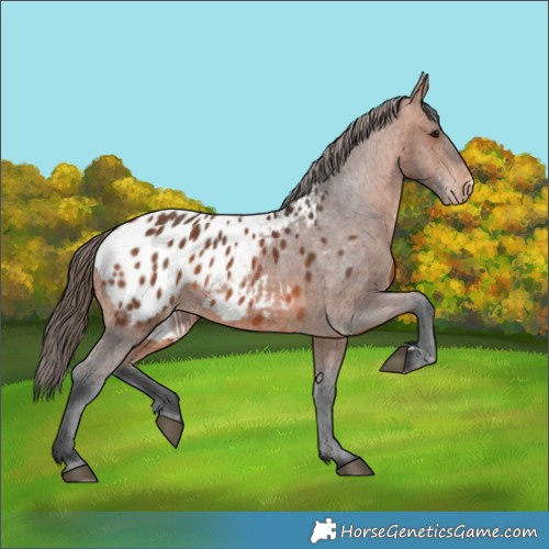 Horse Color:Bay Appaloosa 