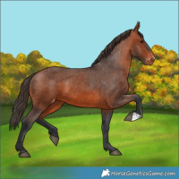 Horse Color:Bay Appaloosa