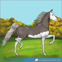 Horse Color:Silver Black Splash 