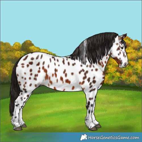 Horse Color:Gray Bay Appaloosa 