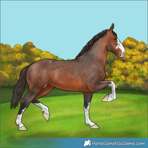 Horse Color:Bay Appaloosa