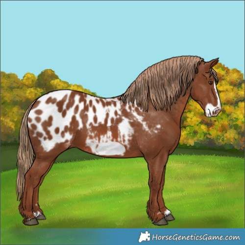 Horse Color:Chestnut Frame Appaloosa 
