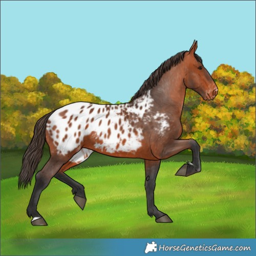 Horse Color:Bay Appaloosa