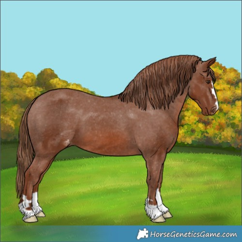 Horse Color:Chestnut Appaloosa 