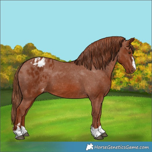 Horse Color:Chestnut Appaloosa 