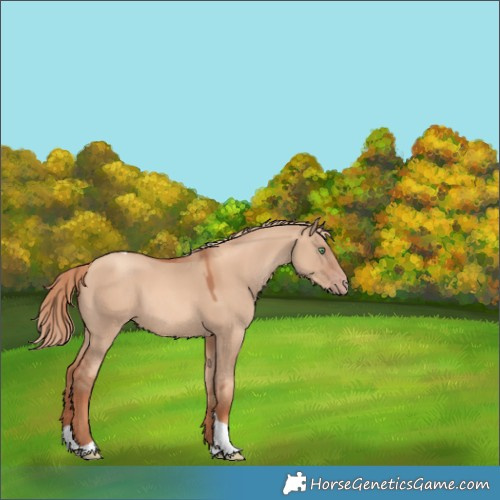 Horse Color:Gold Champagne Dun Tobiano 