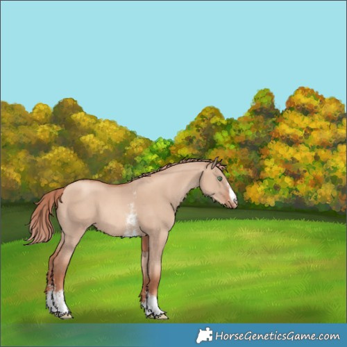 Horse Color:Gold Champagne Dun Sabino Varnish 