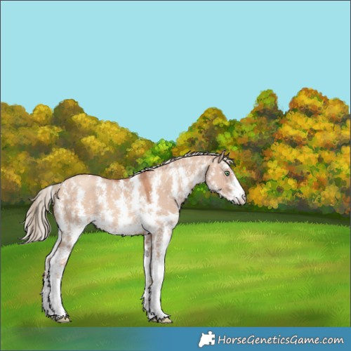 Horse Color:Gold Champagne Dun Sabino 