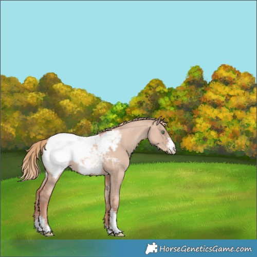 Horse Color:Gold Champagne Dun Sabino Appaloosa 