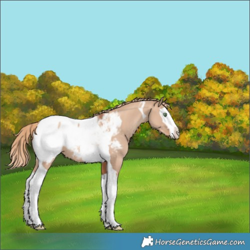 Horse Color:Gold Champagne Dun Splash Tobiano Appaloosa 