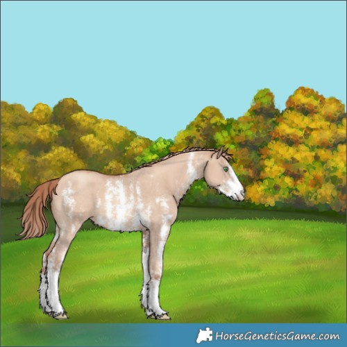 Horse Color:Gold Champagne Dun Sabino 