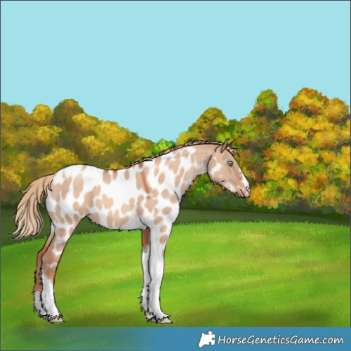 Horse Color:Gold Champagne Dun Tobiano Appaloosa 