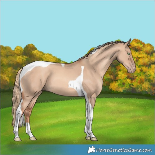 Horse Color:Gold Champagne Dun Tobiano 