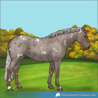 Horse Color:White Spotted Silver Blue Roan 
