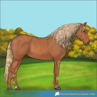 Horse Color:Chestnut 