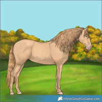 Horse Color:Gold Champagne