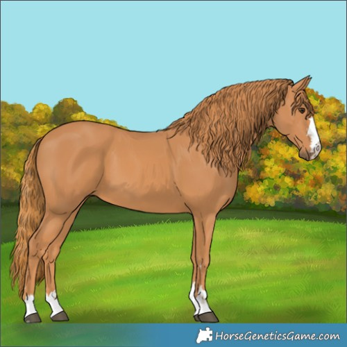 Horse Color:Chestnut 