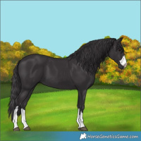 Horse Color:Smoky Black 