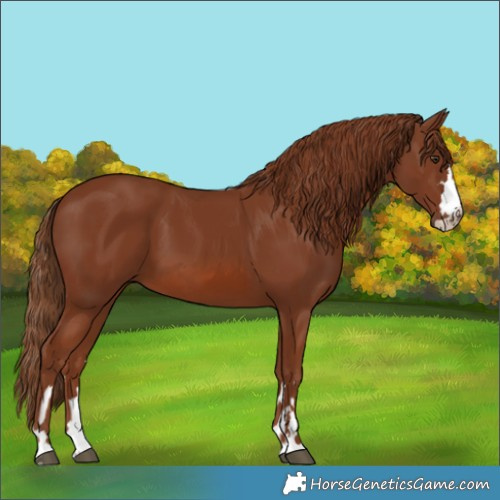 Horse Color:Unknown 